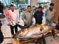 "Er war so fett wie eine Kuh": Japan versteigert Riesen-Thunfisch für 1,3 Millionen Euro