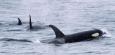 Portugal: Orcas beschädigen norwegisches Segelboot