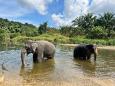 Vor den Augen ihres Freundes: Elefant erschlägt 22-jährige Thailand-Touristin mit Rüssel