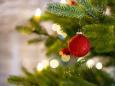Belgische Empfehlung sicher?: Schweden verteidigt Essbarkeit von Weihnachtsbäumen