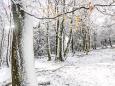 Wetterwoche im Schnellcheck: Winterhoch bringt Sonne, Nebel und Nachtfrost