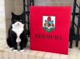 "Berater für Katzenbeziehungen": Britischer Diplomaten-Kater hat einen neuen Job in Bermuda