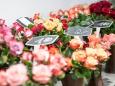 Pestizid-Cocktail im Strauß: Wie schenkt man Valentins-Blumen ohne schlechtes Gewissen?