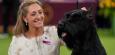 Westminster Dog Show: Riesenschnauzer Monty als Sieger gekürt