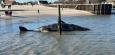 Sylt: Toter Pottwal an Nordsee-Strand droht zu explodieren