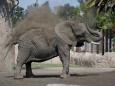 Gerichtsurteil in Mexiko: "Traurigste Elefantin der Welt" soll ein besseres Leben bekommen