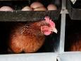 Stolze Preise zu Ostern erwartet: Washington erwägt Hennen-Impfung gegen Eier-Knappheit