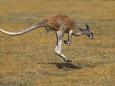 Besondere Art der Fortbewegung: Warum hüpft das Känguru? Forscher haben einen Verdacht