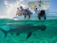 Schutz vor Überfischung: Hammerhaie tauchen vermehrt vor den Bahamas auf