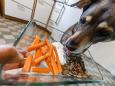 Früchte statt Fleisch: Können Hunde vegan ernährt werden?