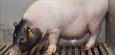 China: Schweineleber erstmals in Hirntoten transplantiert