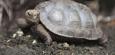 Zoo Philadelphia: Galapagos-Schildkröte mit 100 Jahren erstmals Mutter