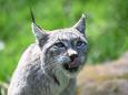 Wolf vs. Luchs: Gibt es ein "Problem-Tier" in Rheinland-Pfalz?