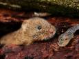 Rötelmäuse sind Hauptüberträger: Bayern meldet hohe Zahl an Hantavirus-Erkrankungen