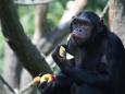 Die "Urform des Feierns"?: Schimpansen teilen alkoholisierte Früchte mit anderen
