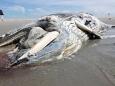 An Strand angespült: Toter Buckelwal vor St. Peter-Ording geborgen