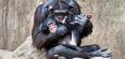Schimpansen in der Wildnis: Babys haben stabilere Mutter-Kind-Beziehungen