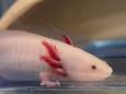 Nachwachsende Arme und Beine: Forscher entschlüsseln Axolotl-Geheimnis
