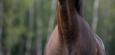 Pferde: Studie zeigt komplexe Mimik und Reaktionen