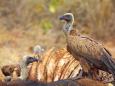 Immer weniger große Aasfresser: Geier-Sterben bedroht Gesundheit der Menschen