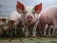 Fälle wohl regional begrenzt: Schweinepest in NRW versetzt Halter nicht in Alarmstimmung
