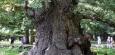 Ivenack: Jahrhunderte alte Bäume in Deutschland – Eiche wird 50. Nationalerbe-Baum