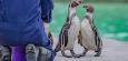Pinguine: Schwules Pinguinpaar zieht in Zoo in England ein Küken auf