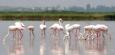 Flamingos fressen sich durch italienische Reisfelder