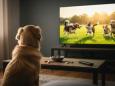 Trend zu speziellen Sendungen: Hunde fiebern beim Fernsehen laut Studie aktiv mit