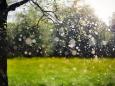 Pollen platzen auf: Deshalb hilft Regen Allergikern nicht unbedingt
