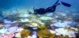 Australien: Schäden am Great Barrier Reef durch Korallenbleiche erreichen neuen Rekord