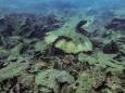 Kahlgefressen und ausgebleicht: Great Barrier Reef verliert so viele Korallen wie seit 39 Jahren nicht
