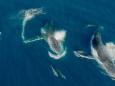 Studie zu sanften Meeresriesen: Wenn Delfine mit Walen "reiten"