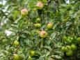 Zuwachs von 15 Prozent: Apfelbauern rechnen mit guter Ernte für 2025