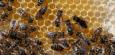 Bienen: Modifiziertes Futter könnte Populationen stärken