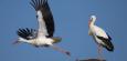 Störche ziehen früher gen Süden – wegen Trockenheit ist Futter knapp