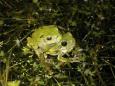Untersuchung bei Laubfröschen: Zu viele Optionen erschweren die Partnerwahl