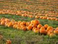 Populärer Pumpkin: Kürbis erlebt einen kollossalen Boom