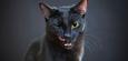 Halloween: Warum die spanische Stadt Terrassa verbietet, schwarze Katzen zu adoptieren