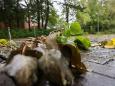 Die Wetterwoche im Schnellcheck: Der Herbst dreht auf: Ein Orkantief steht an
