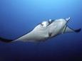 Kalt, dunkel, unwirtlich, extrem: Mantarochen tauchen mehr als einen Kilometer tief - aber warum?