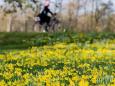 Bis 16 Grad am Wochenende: Auf milden Frühlingsauftakt könnte Winter-Comeback folgen