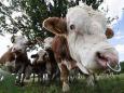 Zweiter Fall binnen drei Wochen: 48 Tiere weg - Schon wieder Rinder-Klau in Brandenburg