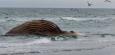 Toter Buckelwal wird am Strand von Anholt obduziert