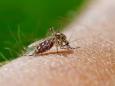 Pawlowscher Lerneffekt: Insektenspray kann Mücken anlocken, statt sie abzuwehren