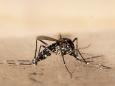 Invasion der Tigermücken: Chikungunya-Virus erreicht laut Studie bald Deutschland