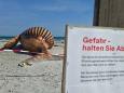 Interessierte können zusehen: Forscher obduzieren Kadaver des Buckelwals am Strand