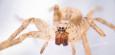 Invasive Nosferatu-Spinne breitet sich in ganz Deutschland aus