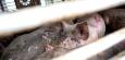Oldenburg: Tierschützer haften für heimliche Schweine-Videos aus Schlachthof