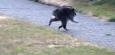 Jimothy: Video von Waschbär mit Buckel aus Seattle geht im Internet viral
